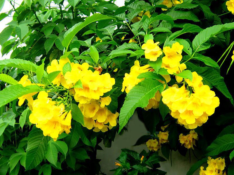 cây hoa chuông vàng