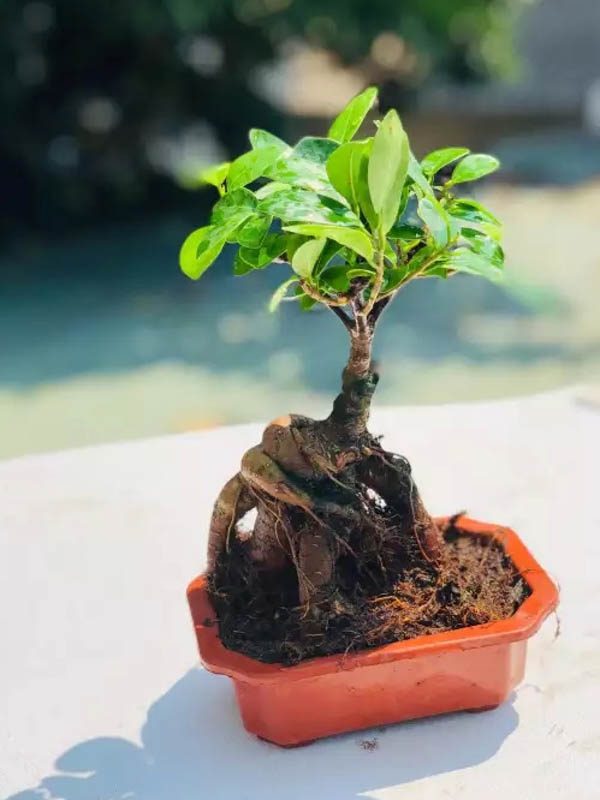 cây si bonsai