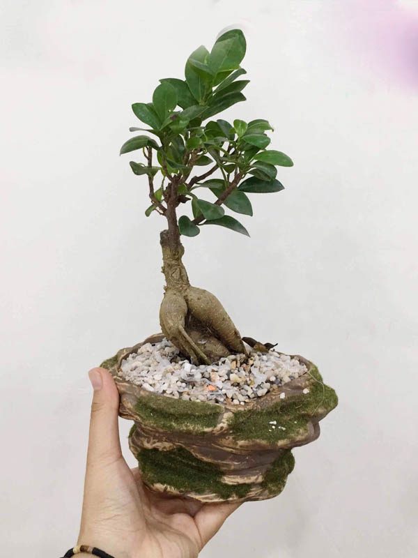 cây si bonsai