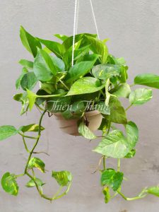 Cây Trầu Bà