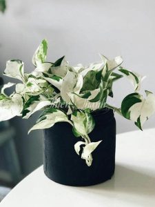 Cây Trầu Bà
