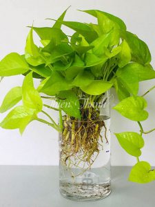 Cây Trầu Bà